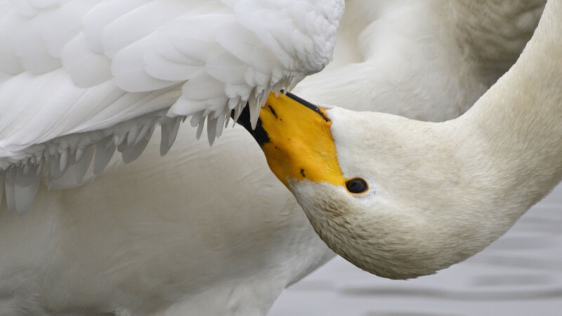 Cygne chanteur