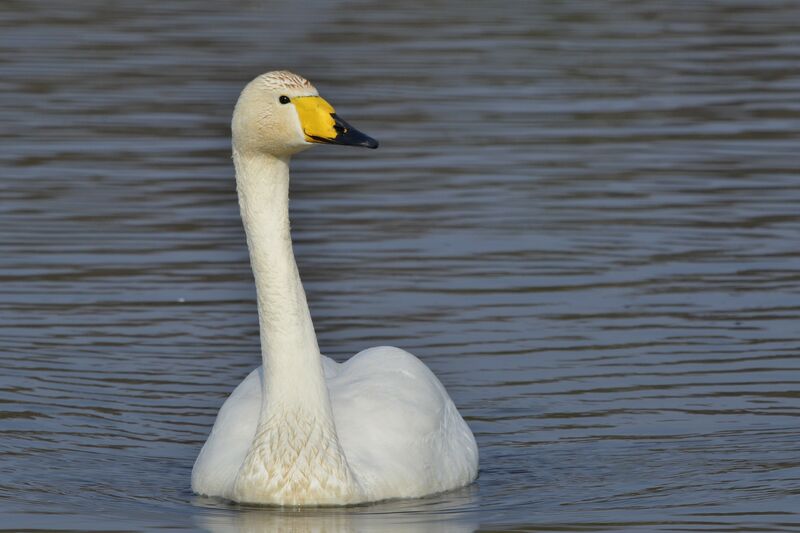 Cygne chanteur, identification