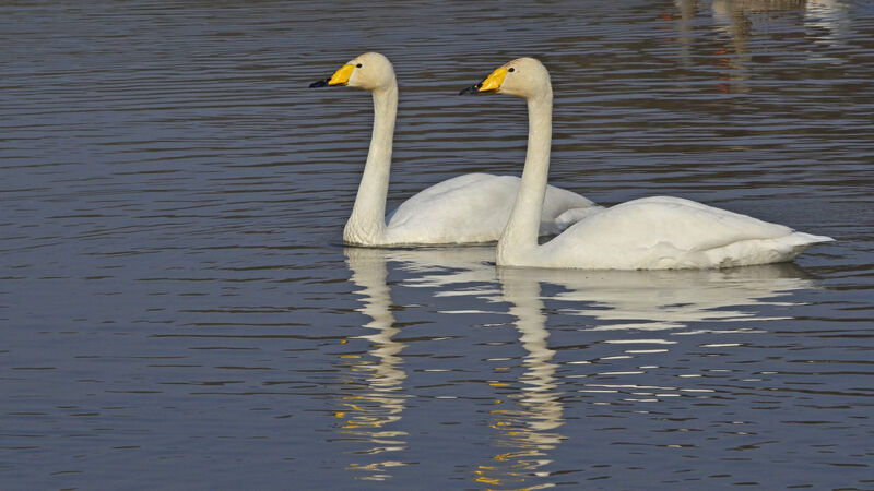 Cygne chanteur, identification