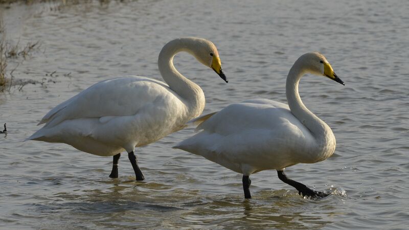 Cygne chanteur