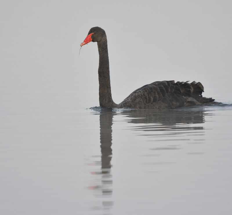 Cygne noir