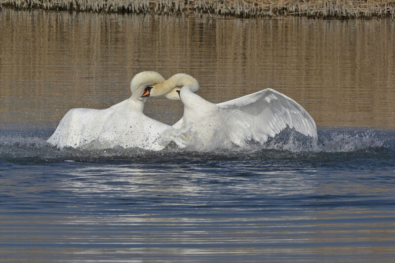 Cygne tuberculé, Comportement