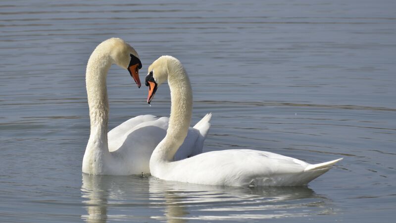 Cygne tuberculé adulte, Comportement