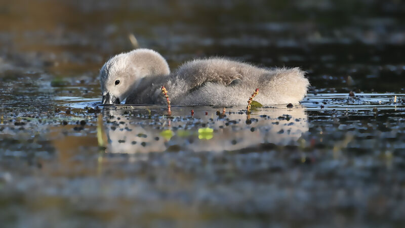 Mute Swanjuvenile, identification