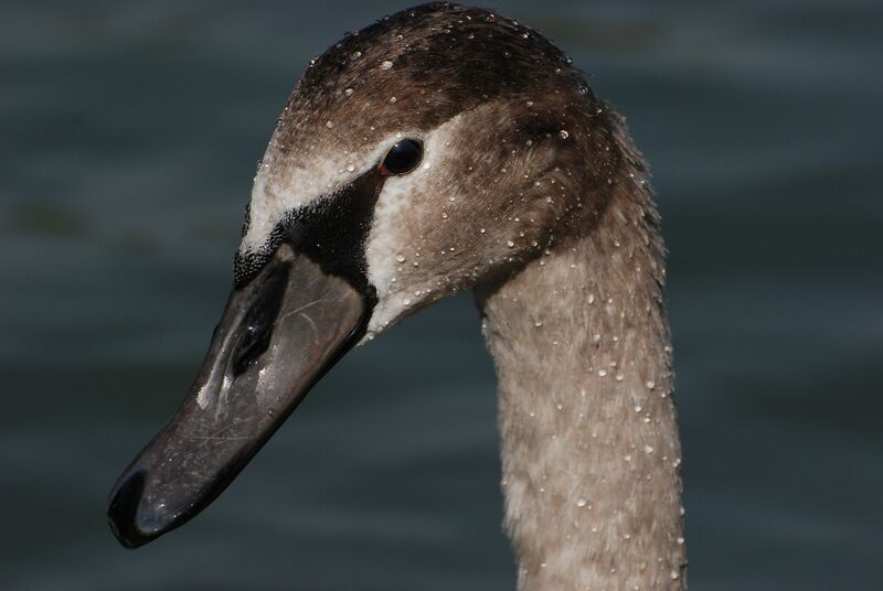 Mute SwanFirst year, identification