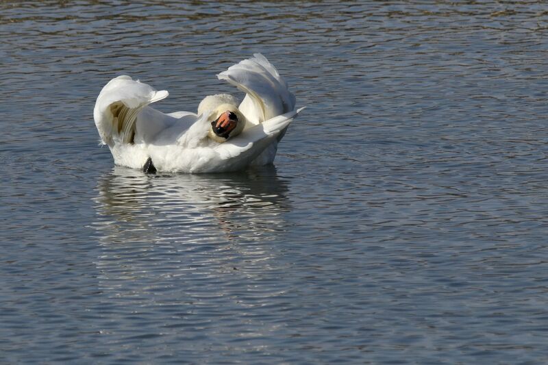 Mute Swan