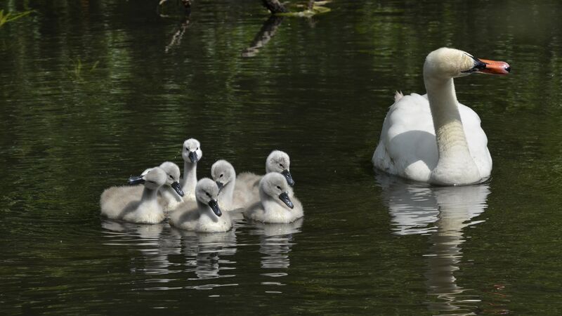 Mute Swan