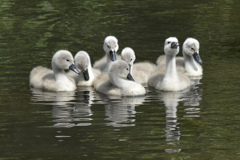 Cygne tuberculé