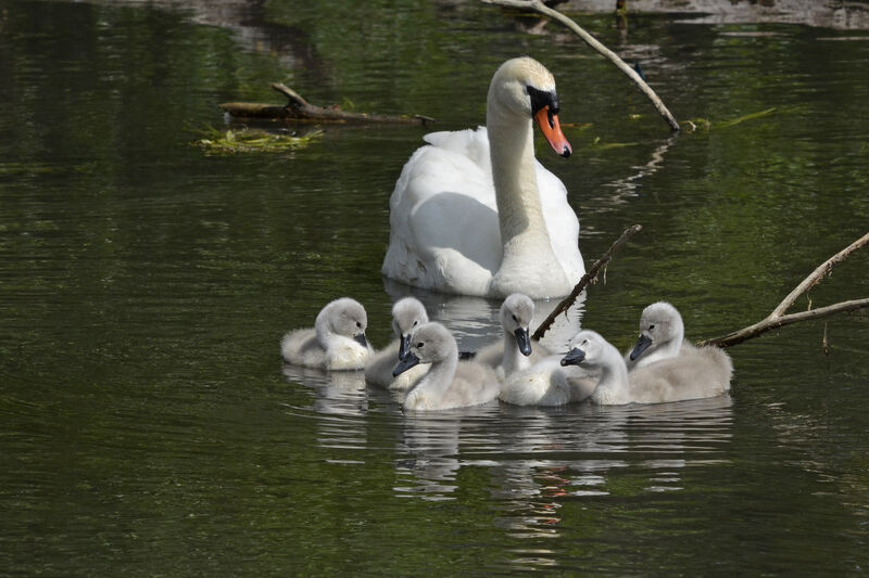 Cygne tuberculé, Comportement