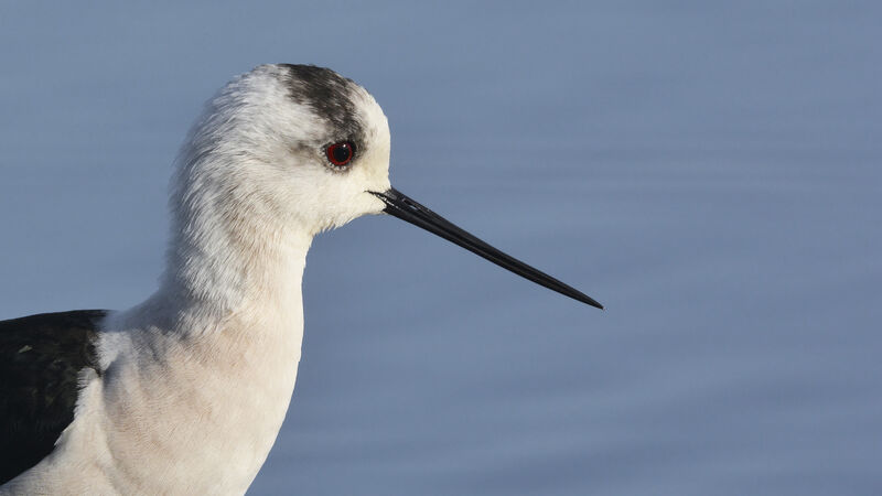 Échasse blanche mâle adulte, portrait