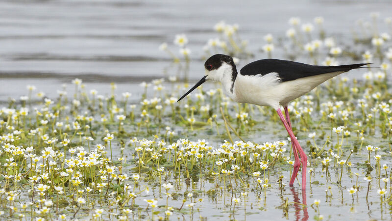 Black-winged Stilt, identification