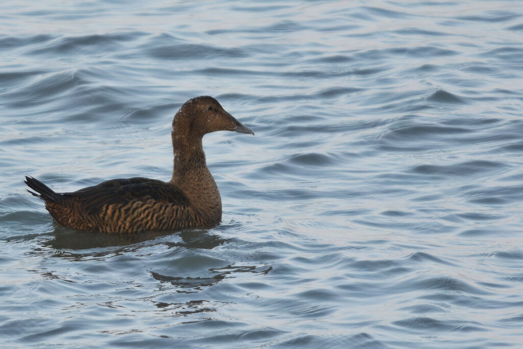 Common Eider female adult