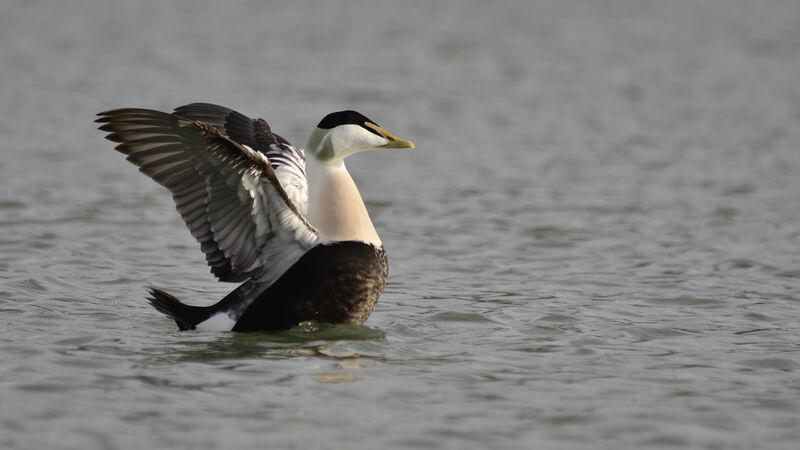 Eider à duvet mâle