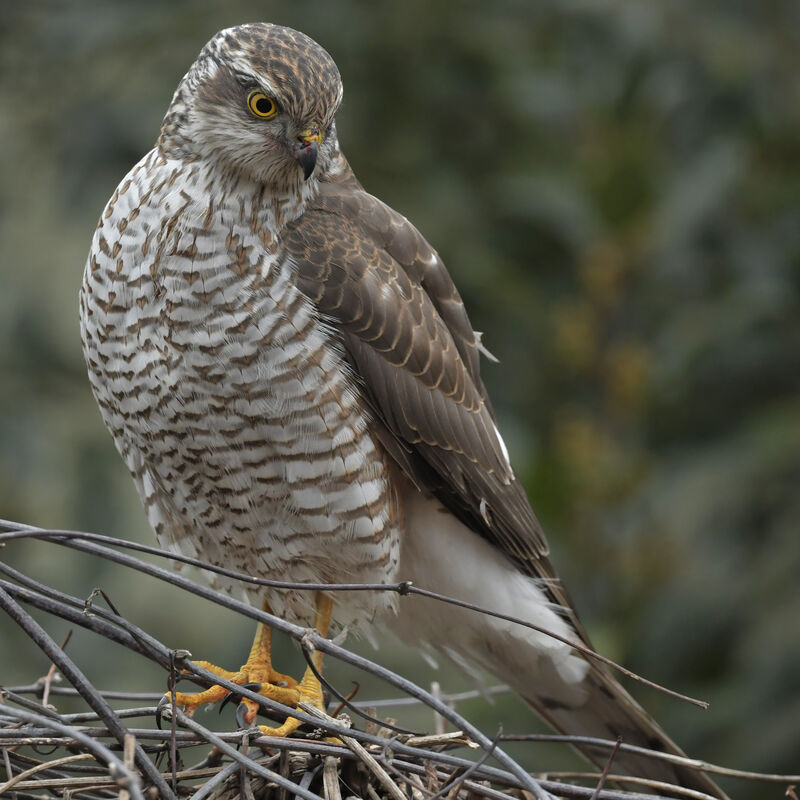 Eurasian SparrowhawkSecond year, identification