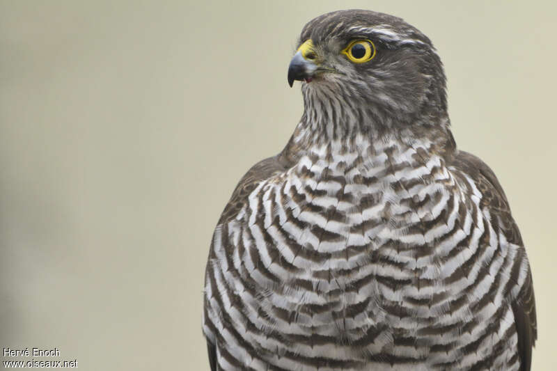 Eurasian Sparrowhawk female immature, close-up portrait