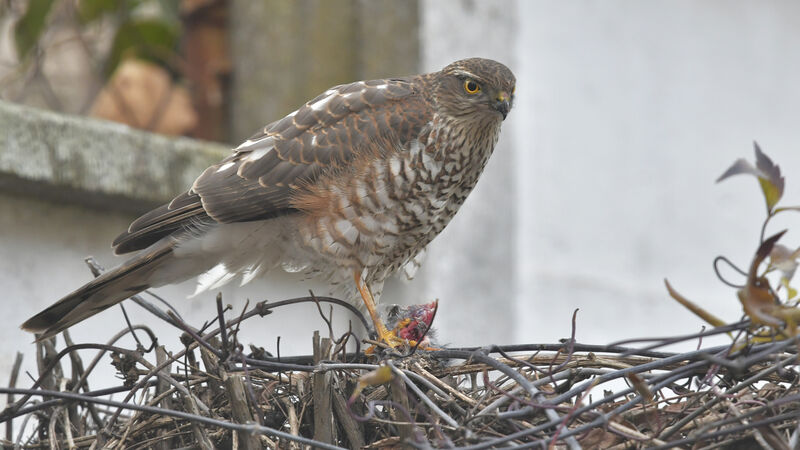 Épervier d'Europe mâle juvénile, identification, régime