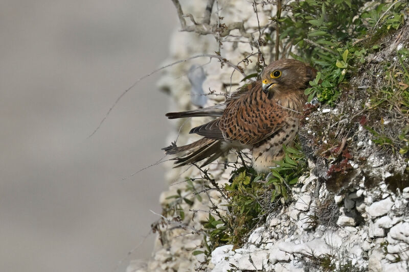 Faucon crécerelle femelle adulte, identification