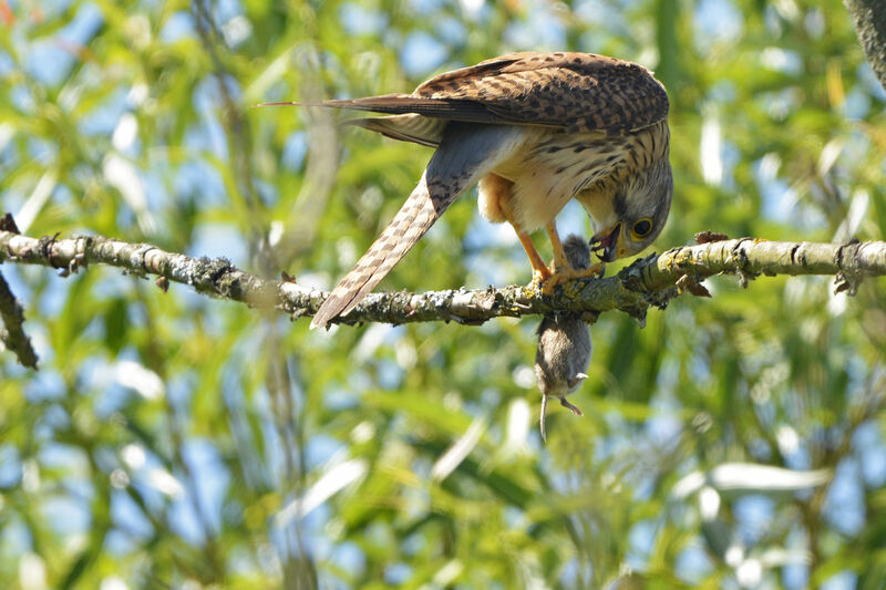 Common Kestrel female adult, feeding habits, eats