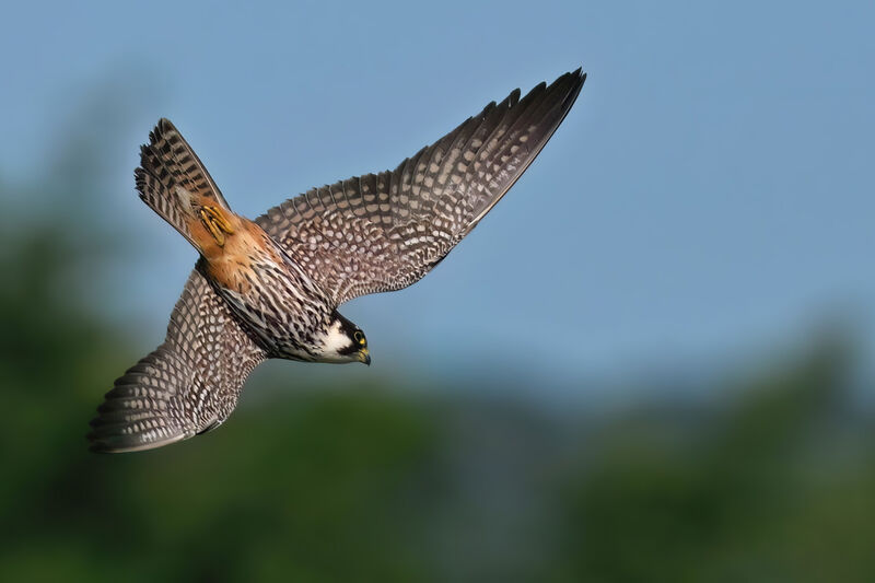 Eurasian Hobbyadult, identification