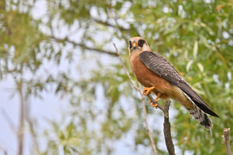 Red-footed Falcon female adult, identification