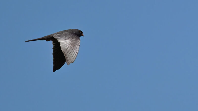 Red-footed Falcon male adult, Flight