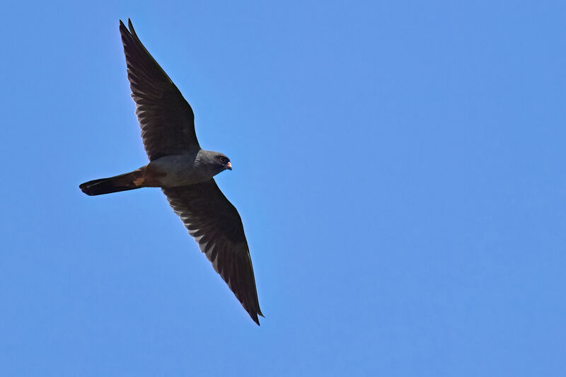 Red-footed Falcon male adult breeding, identification