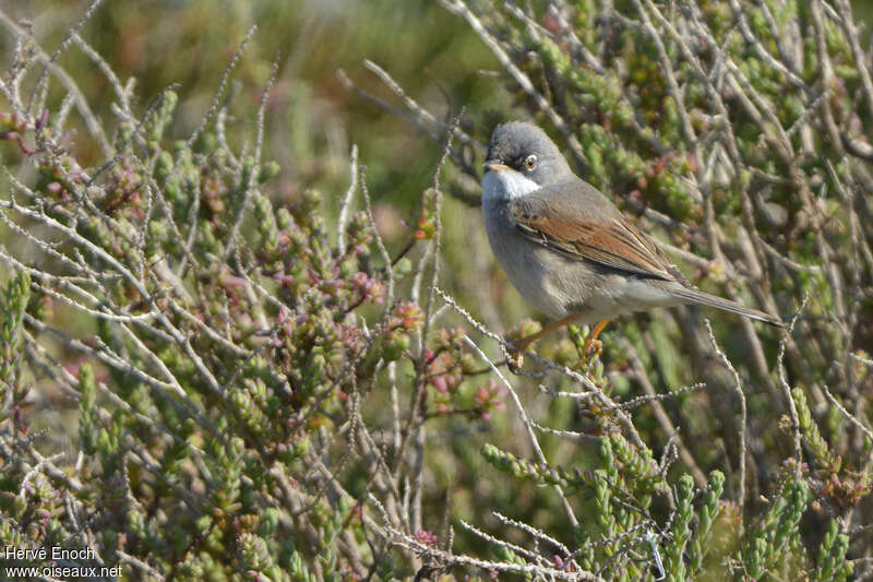 Spectacled Warbler male adult, identification