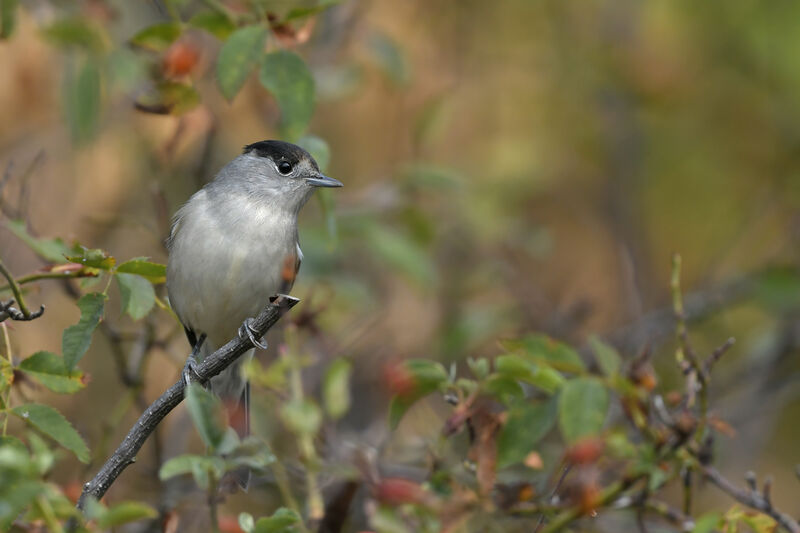 Eurasian Blackcap male adult, identification