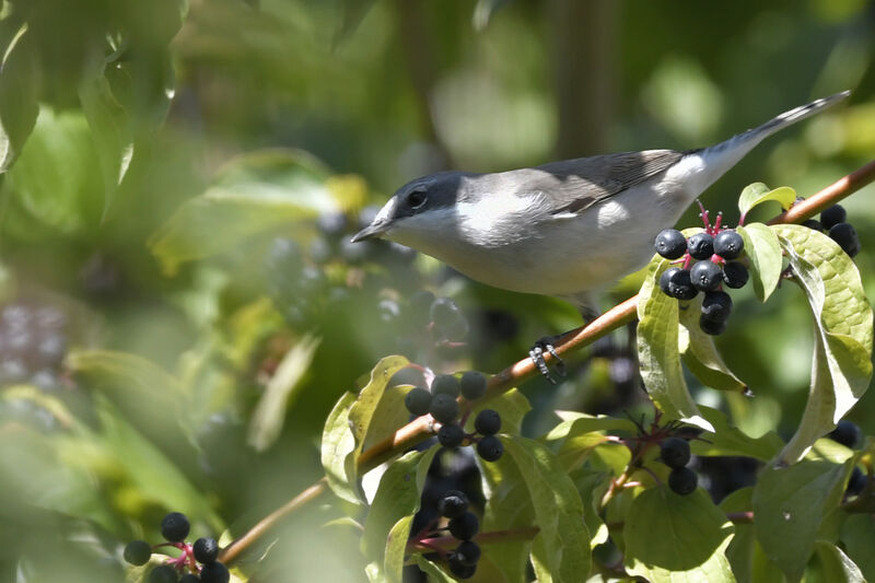 Lesser Whitethroatadult, identification