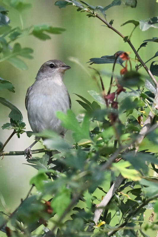 Garden Warbleradult, identification