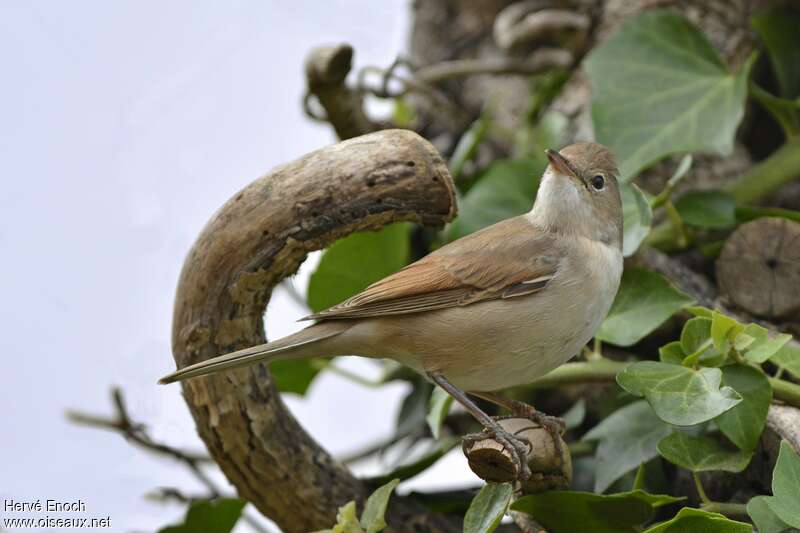 Common Whitethroatjuvenile