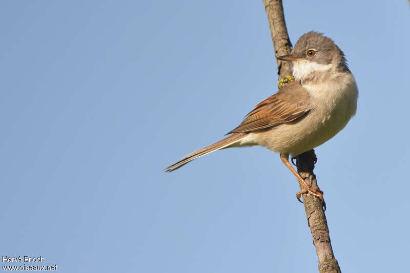 Fauvette grisette mâle adulte nuptial, identification