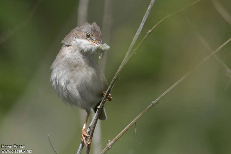 Common Whitethroatadult, feeding habits, Reproduction-nesting, Behaviour