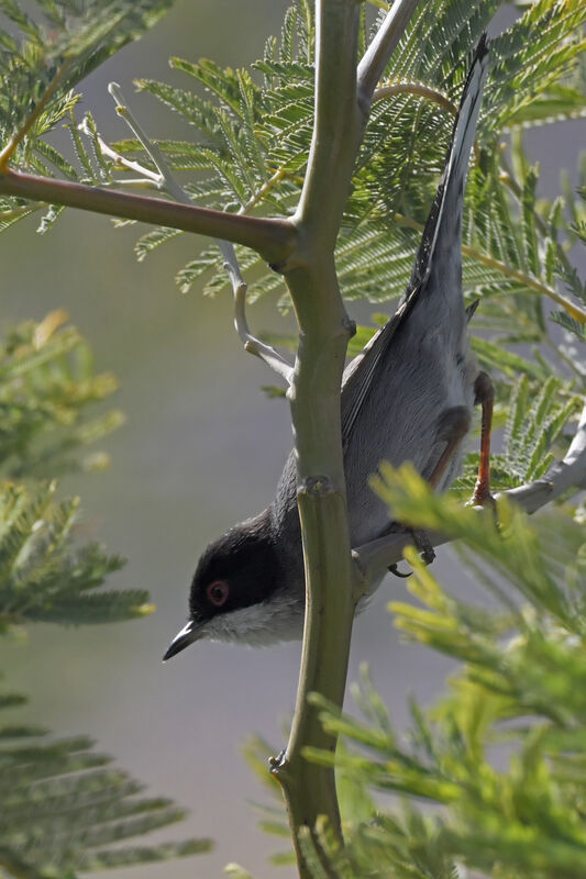 Sardinian Warbler male adult breeding, identification