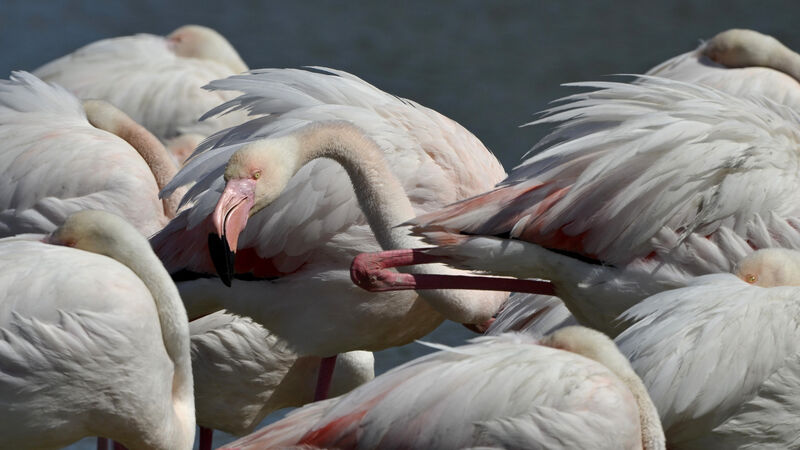 Flamant rose