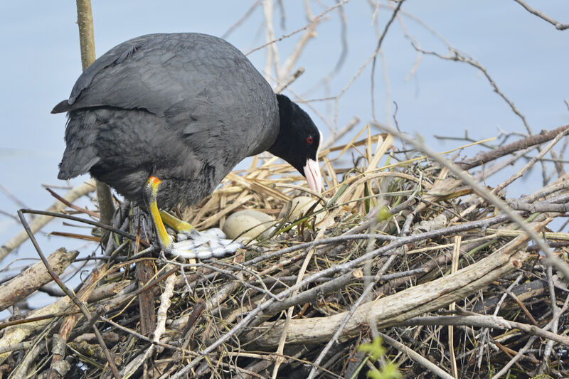 Eurasian Coot, Reproduction-nesting