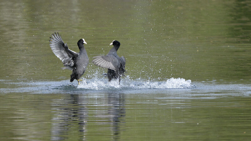 Eurasian Coot, Behaviour