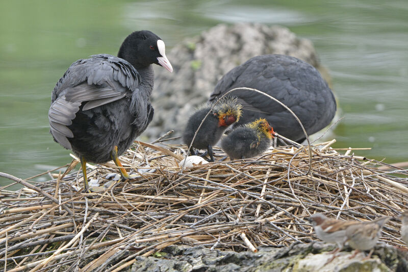 Eurasian Coot