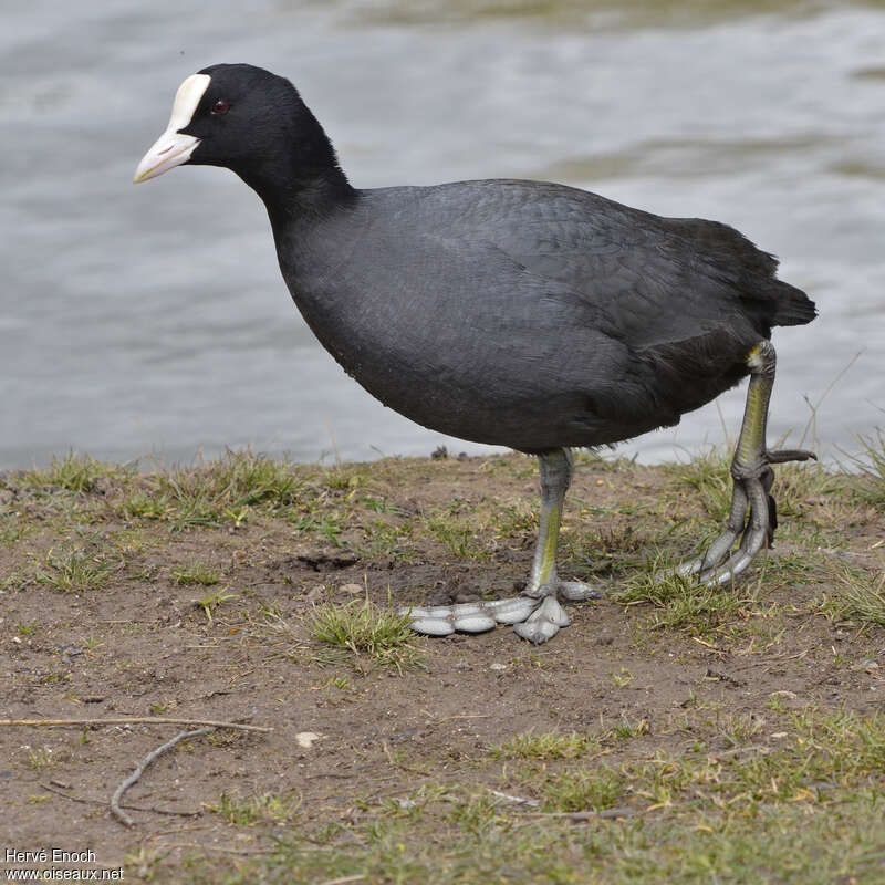 Eurasian Cootadult, identification