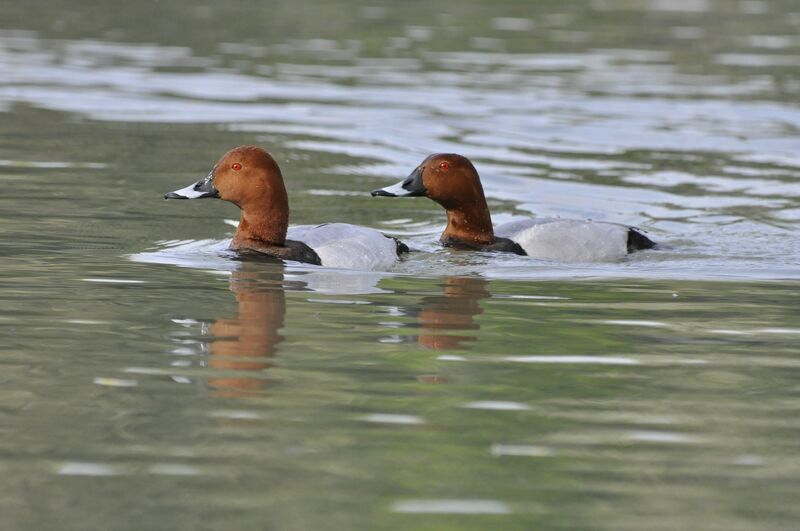 Common Pochard male adult