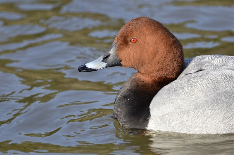 Common Pochard male adult