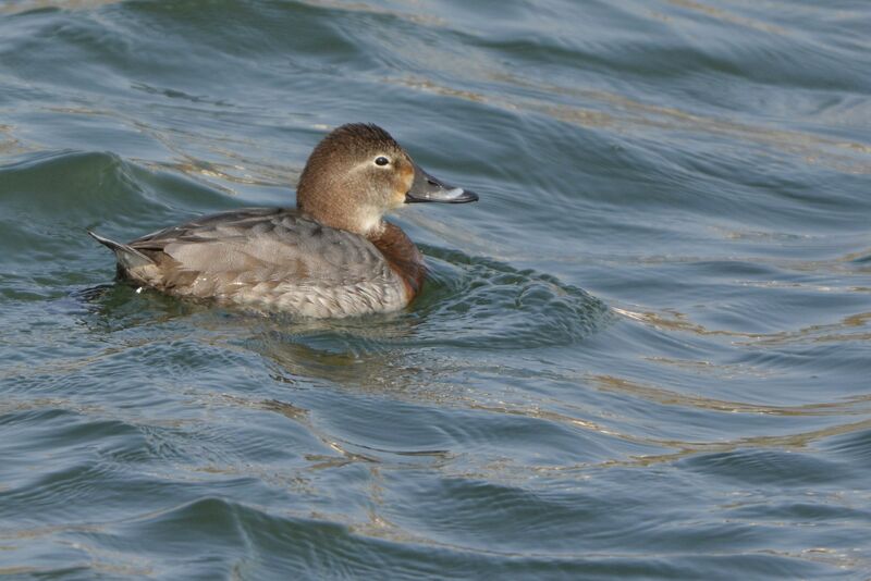 Common Pochard female adult, identification