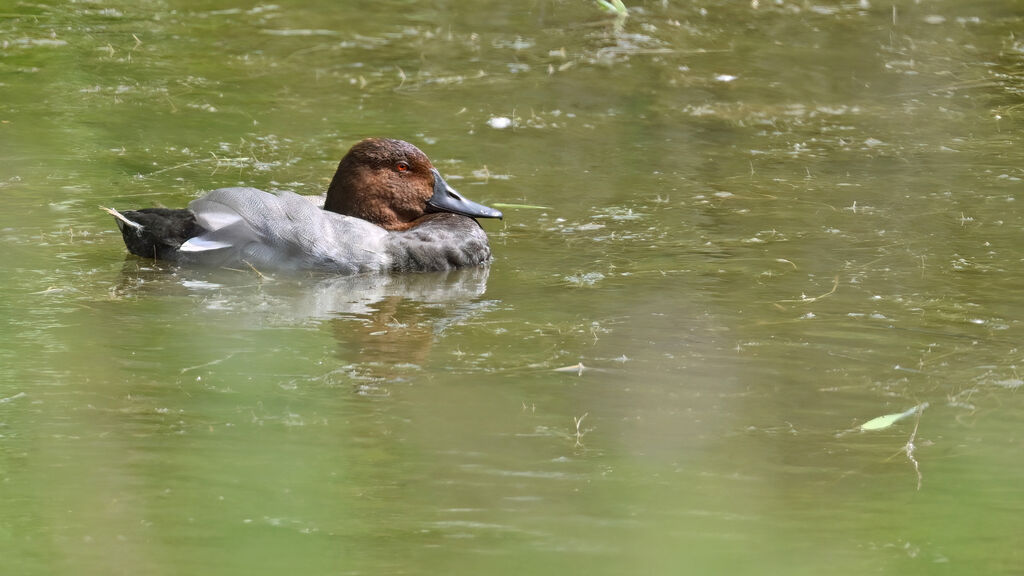 Common Pochard male adult post breeding, identification