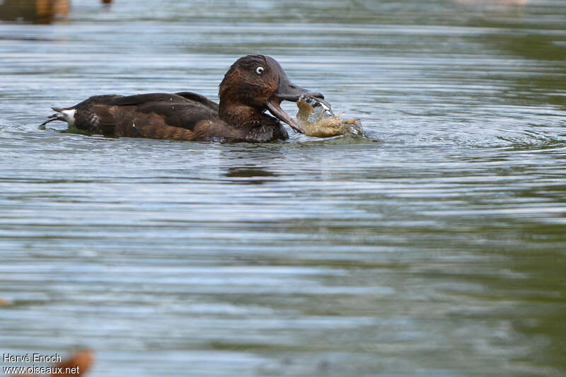 Fuligule nyroca mâle adulte, régime, pêche/chasse