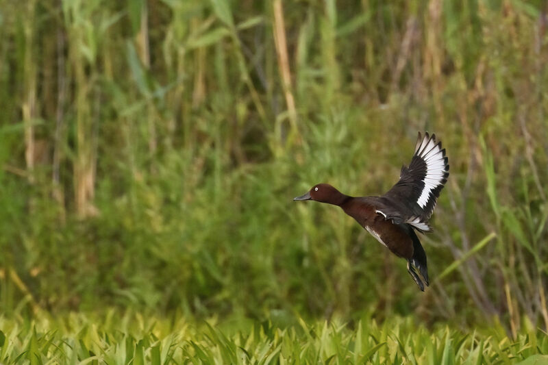 Ferruginous Duck male adult breeding, Flight