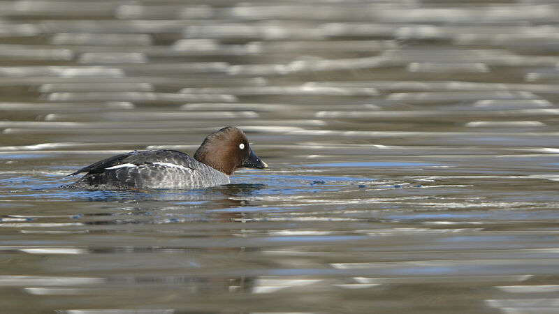 Common Goldeneye female adult, identification