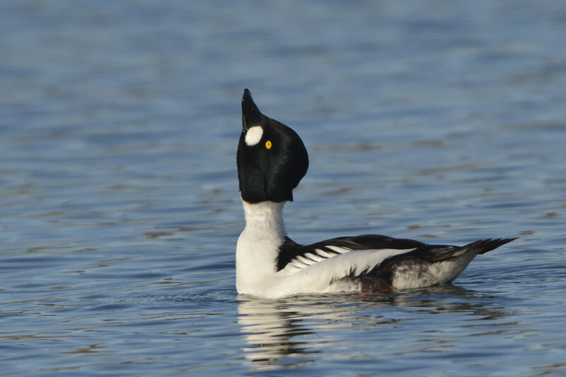 Common Goldeneye male adult, Behaviour