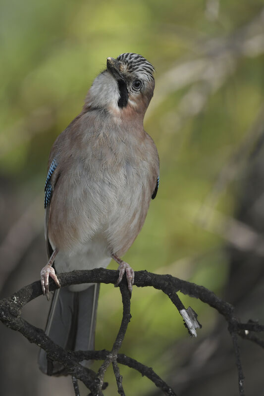 Eurasian Jayadult, identification