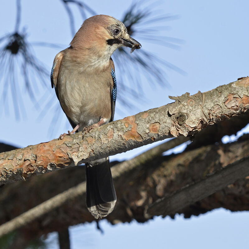 Eurasian Jayadult