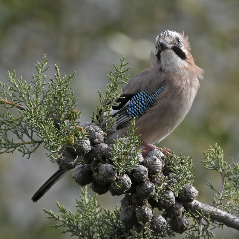 Eurasian Jayadult, identification